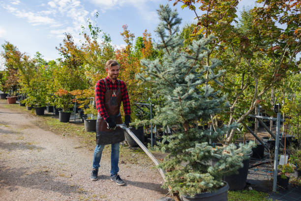  Maple Grove, MN Tree Services Pros